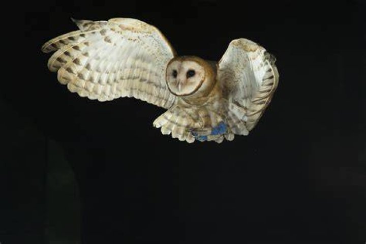 Night owls to put puzzlesolving skills to test with inSOLVEnia