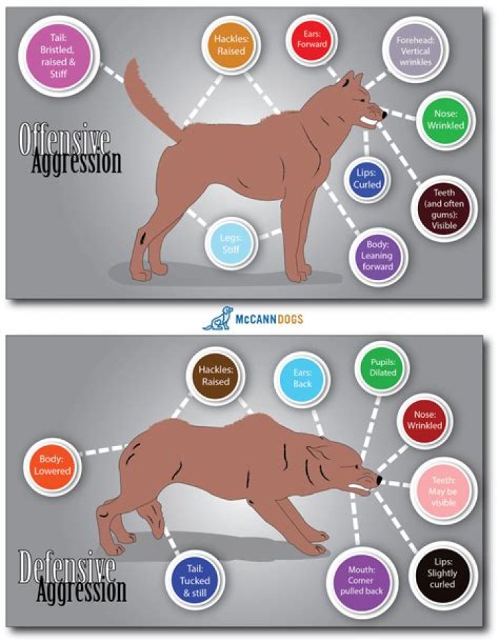 Offensive Dog Aggression Dog Training Nation