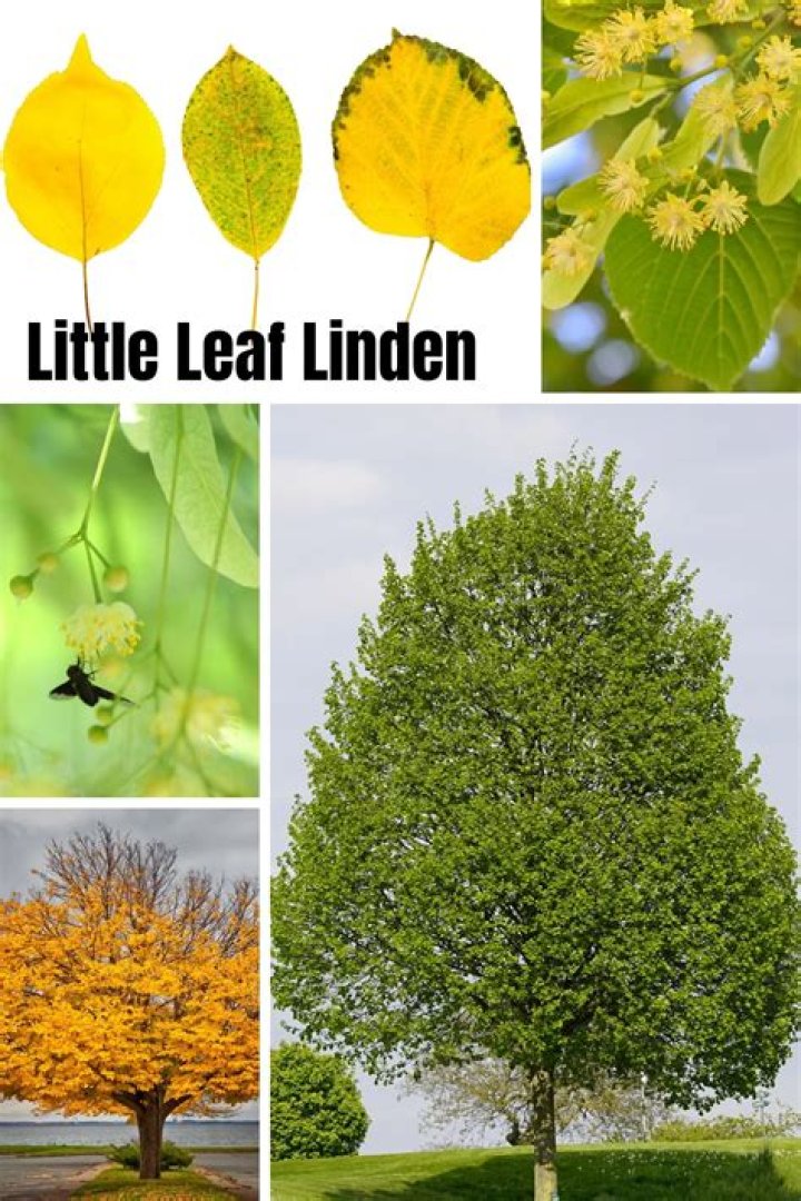 Our Little Leaf Linden tree was in full bloom and the fragance was just