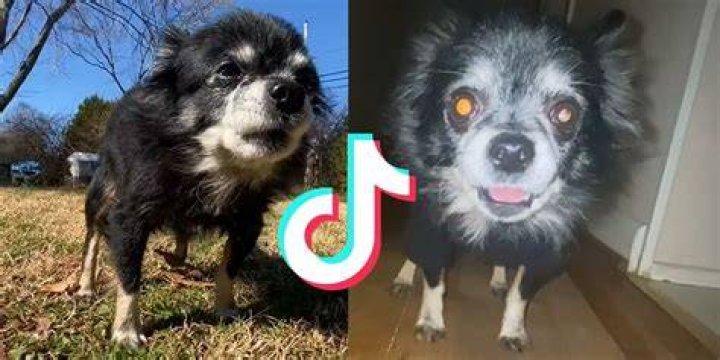 Owa Owa TikTok A Fluffy Dog Went Viral Overnights XperimentalHamid