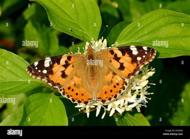 painted lady butterfly (Vanessa cardui)