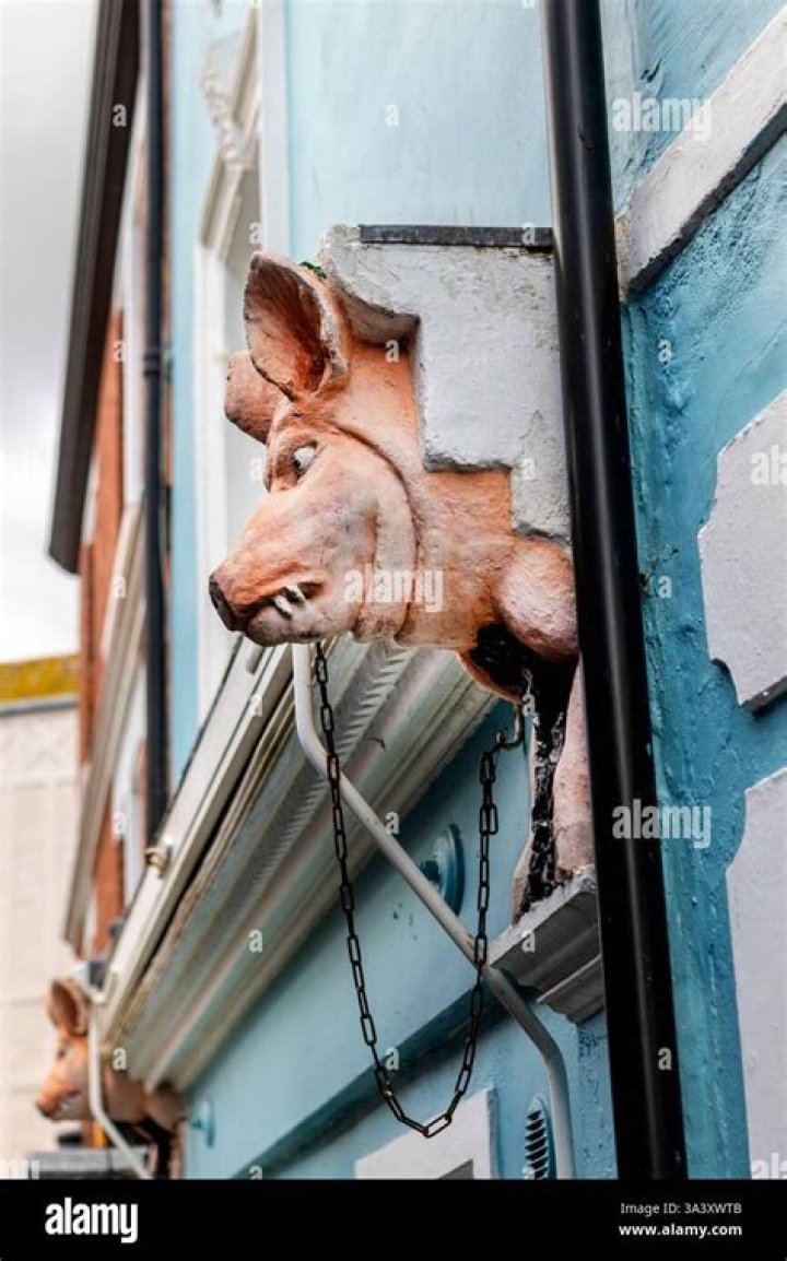 Pig’s head Barfields Butchers