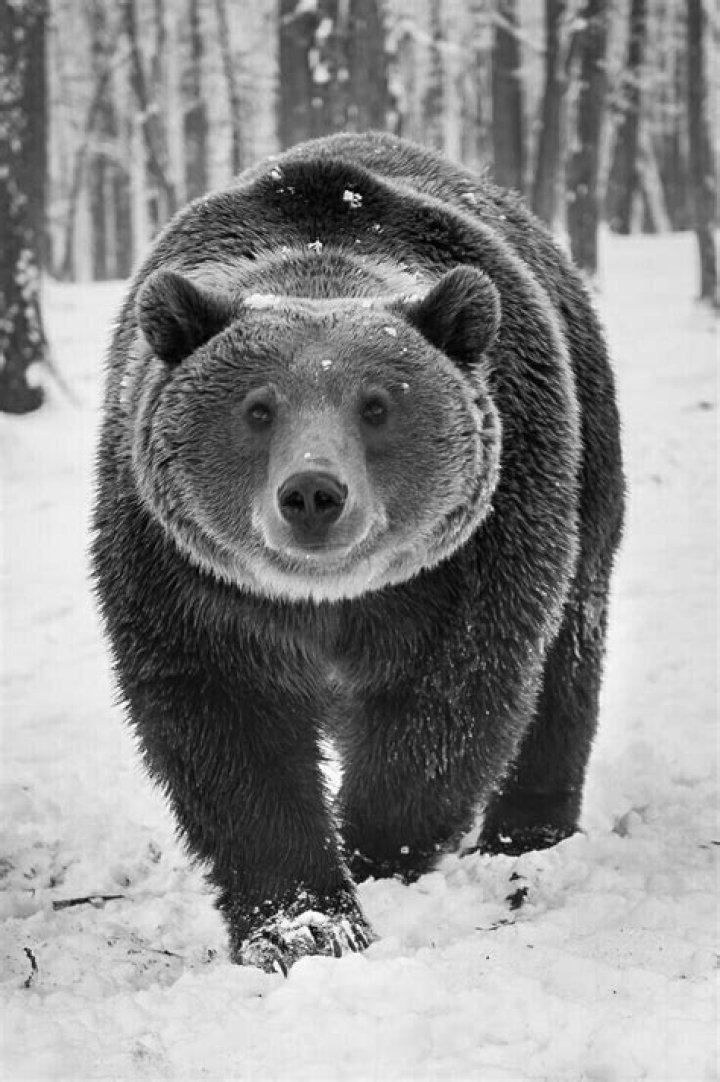 Pin by Pinner on BEARS/GREENBAY Packers funny, Packers vs bears