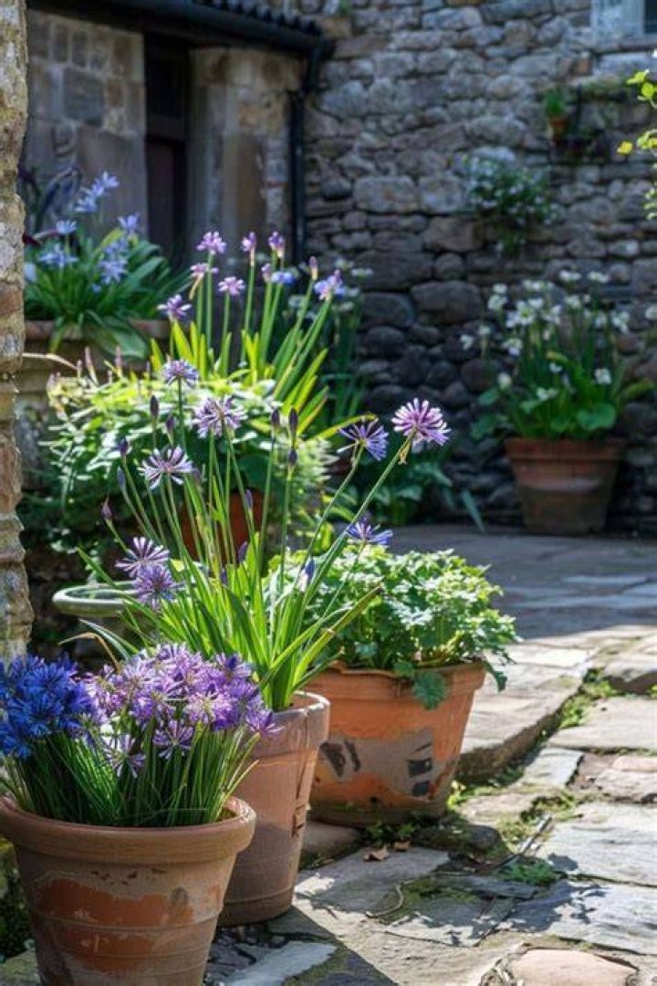 Pin on outdoor gardens