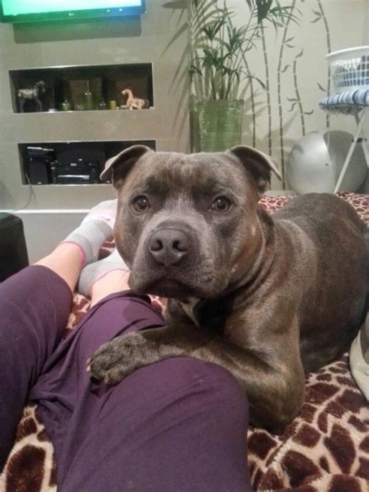 Pin on Storm the Staffordshire Staffy