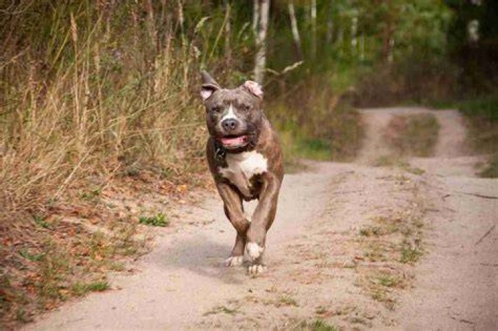 Pit Bull Stuck On The Roof So Happy To Get Rescued The