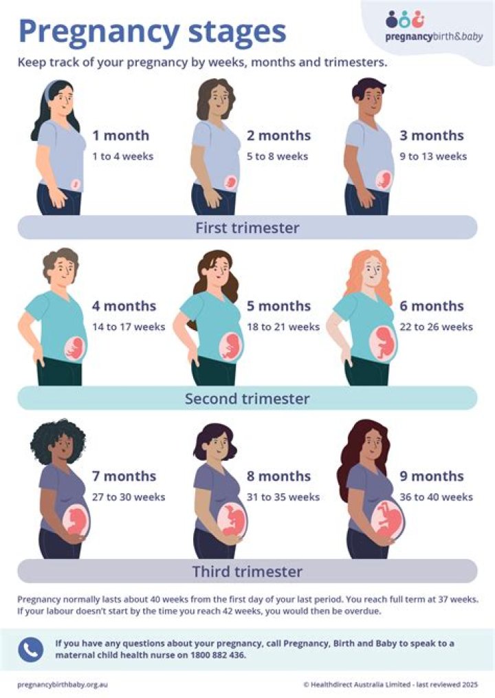 Pregnancy Stages Months And Weeks