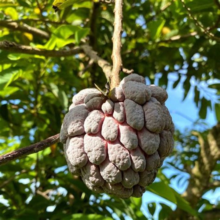 Purple Sugar Apple Miami Fruit