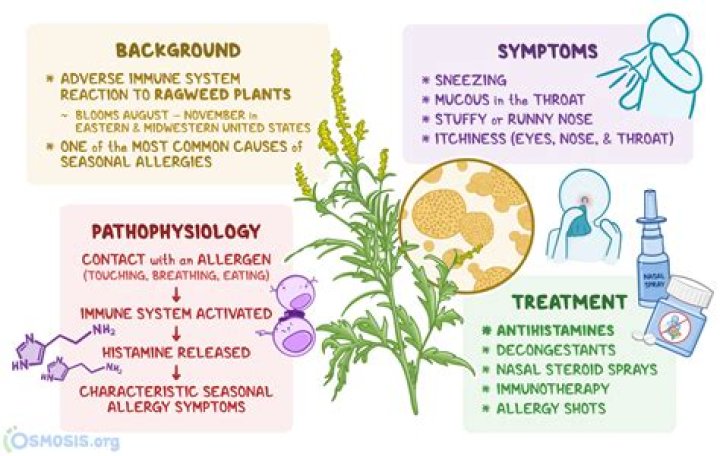 Ragweed Pollen Allergy