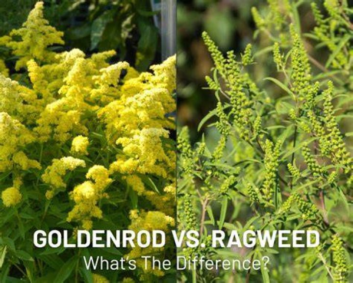 Ragweed vs Goldenrod What&rsquo;s Growing in Your Yard? Birds and Blooms