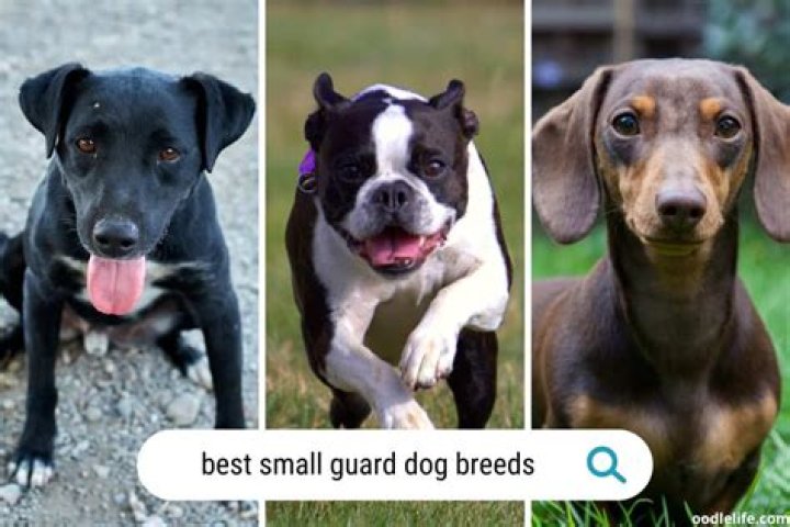 RANKED The 11 Best Dog Breeds Business Insider