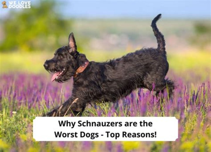 Reasons Why Schnauzers Are The Worst Dogs For You