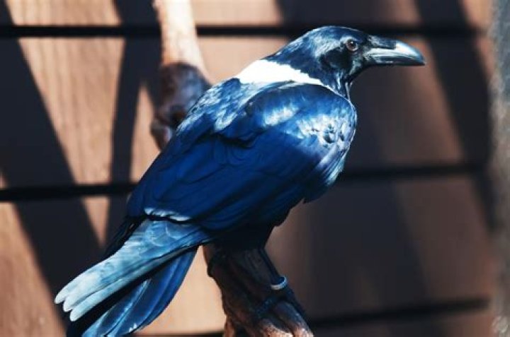 Rescued Raven Free Stock Photo Public Domain Pictures