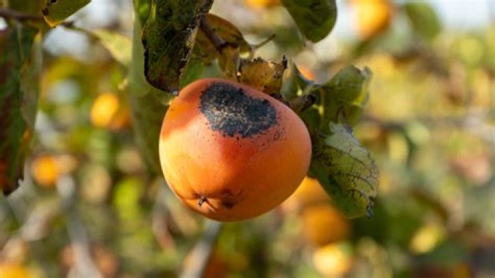 SelfPollination In American Persimmon Trees ShunCy