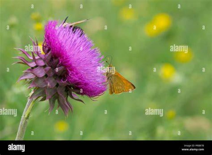 Skipper (Hesperiidae) butterfly sucking nectar on flowering wild clover