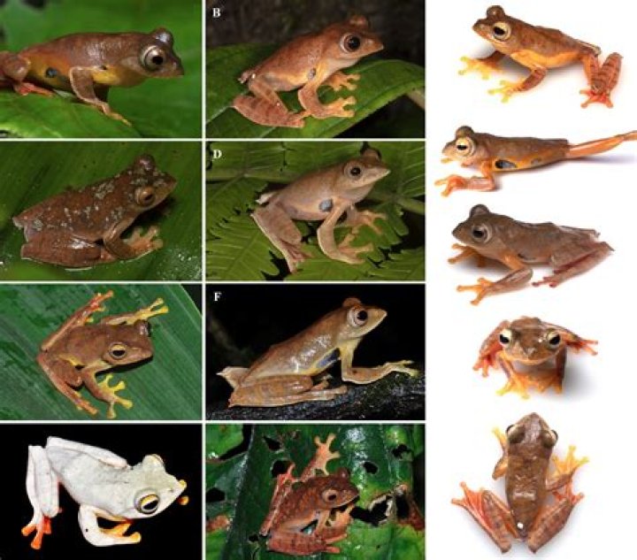 Species New to Science [Herpetology &bull; 2018] Calliophis salitan &bull; A New