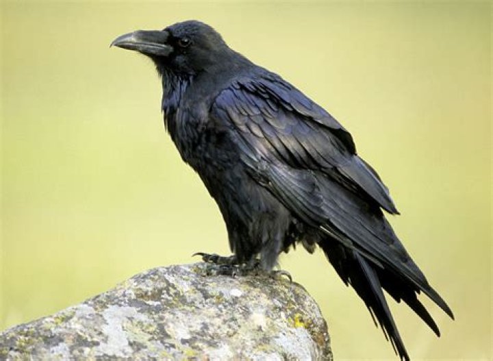 Standing raven lrg 1 Raven bird, Bird photography, Raven pictures