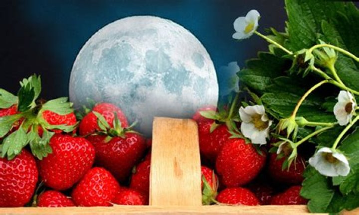 Strawberry Moon Meaning Full Moon of June Meaning Things to Do