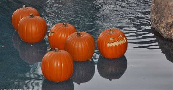 Susan Crabtree Floating Pumpkins