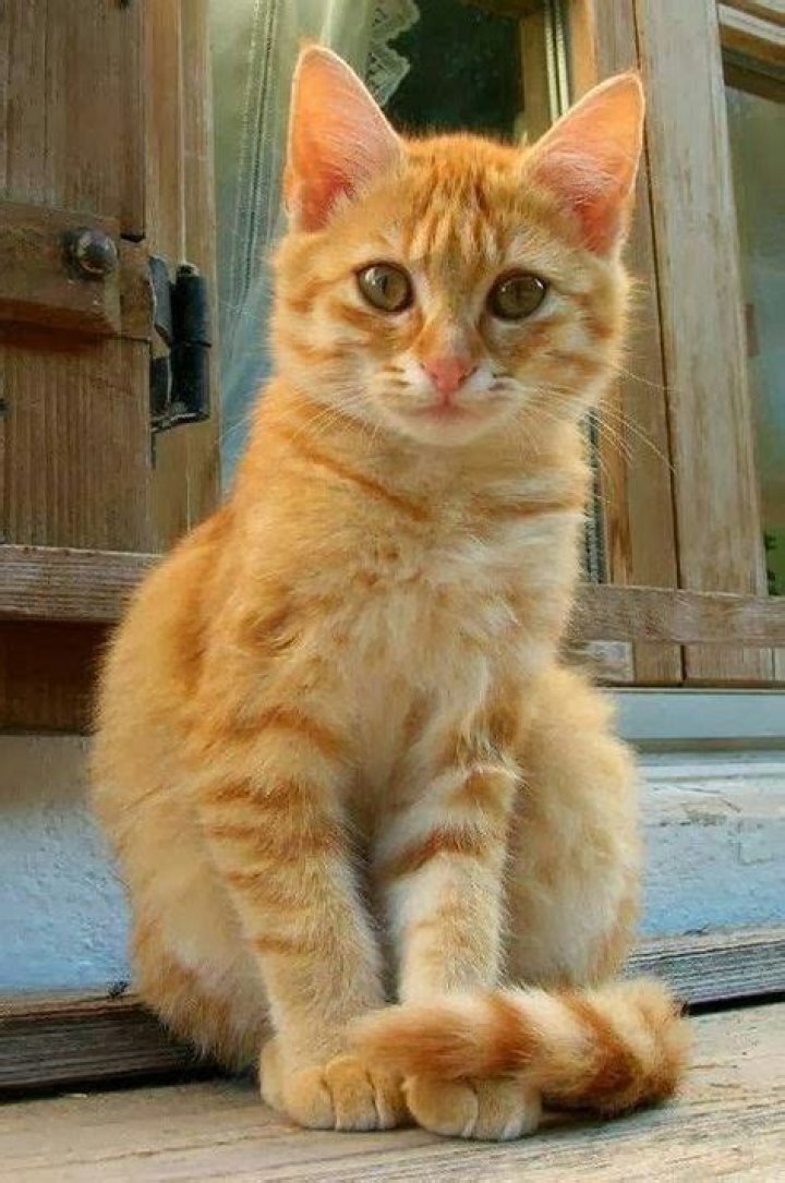tabby cat personality female orange tabby cats personality Aep22