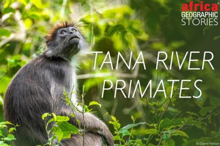 Tana River primates on a broken wildlife highway Africa Geographic