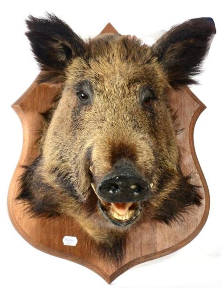 Taxidermy Wild Boar Head