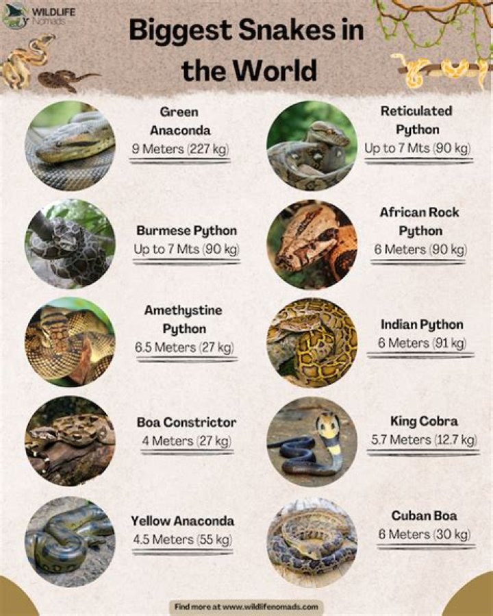 The 10 Biggest Snakes In The World