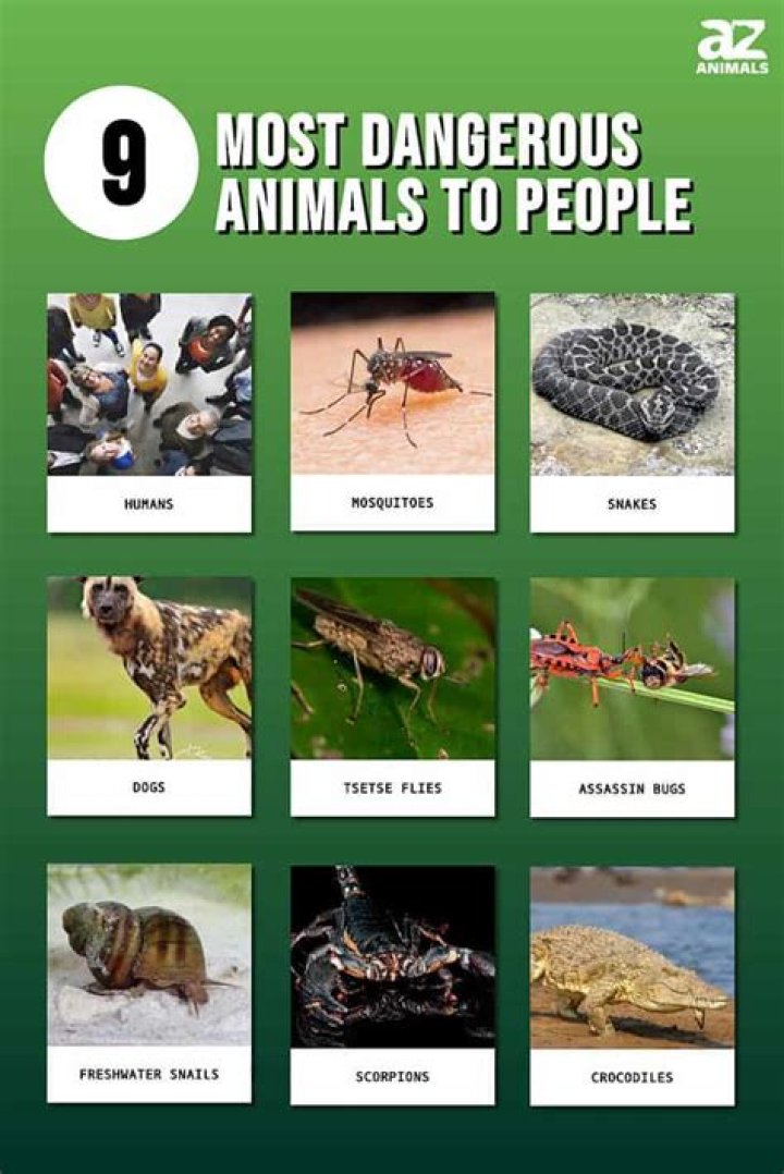 The 9 Most Dangerous Animals in Africa