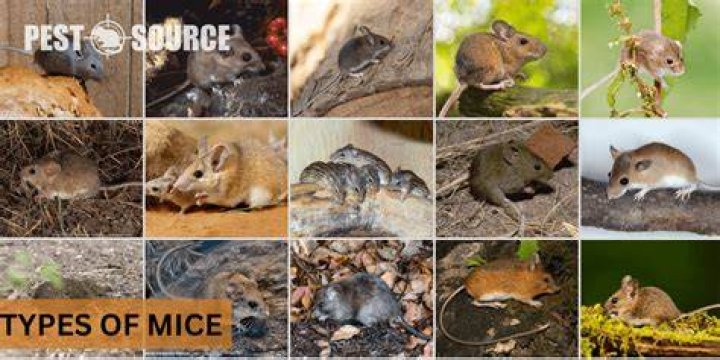 The Different Types Of Mice Used By Valorant Pros Novint