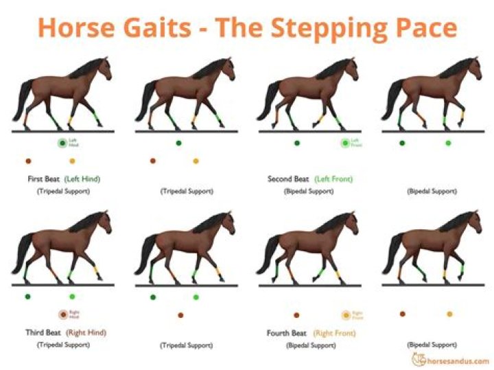 The “Ambling” Horse Gaits Complete Guide Horses and Us