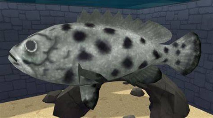 The Online Zoo Potato Grouper