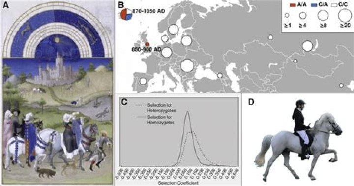 The Origin of Ambling Horses Medieval Histories
