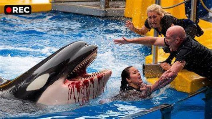 This Killer Whale KILLED Her Trainer Dawn Brancheau Infront Of Her