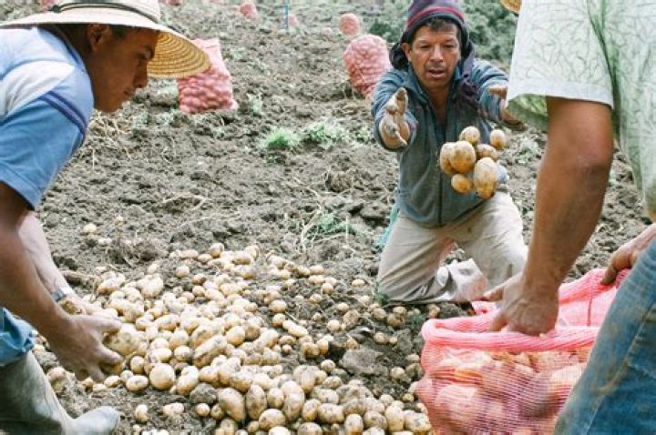 Throwing Potatoes IMB