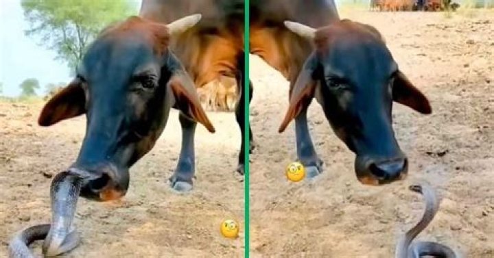TikTok Video of Brave Cow Licking Cobra Without Getting Bit Confuses