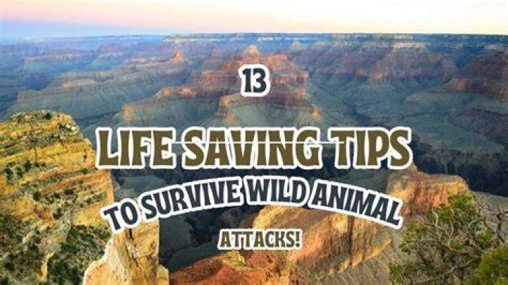 Tips to survive wild animal attacks YouTube