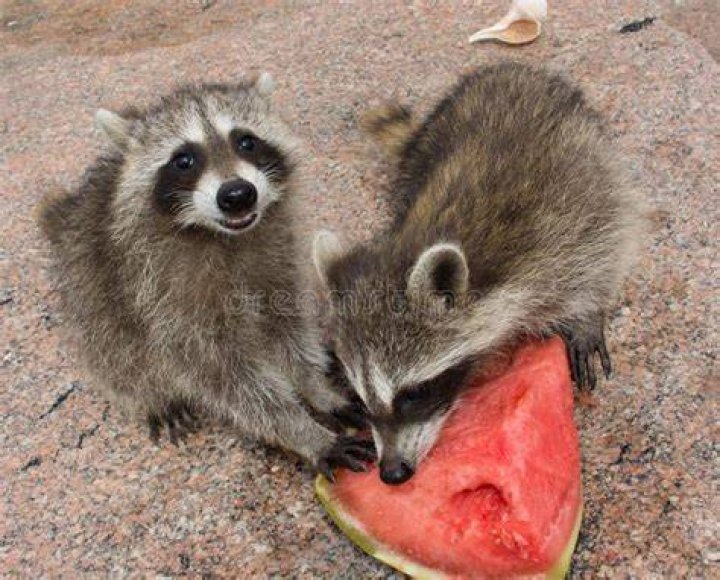 Two Happy Baby Raccoons Eating Ripe Watermelon. Stock Image Image of