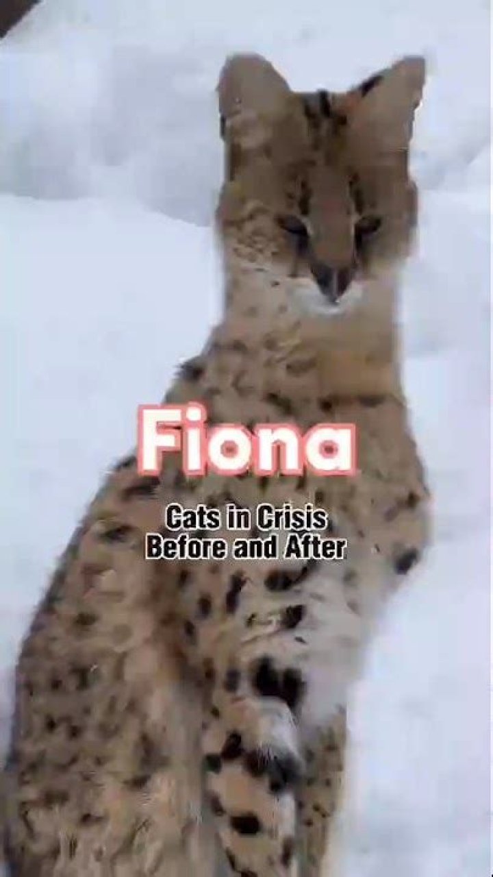 UNEXPECTED Animal ATTACKS! AFVs Wildest Animal Moments YouTube