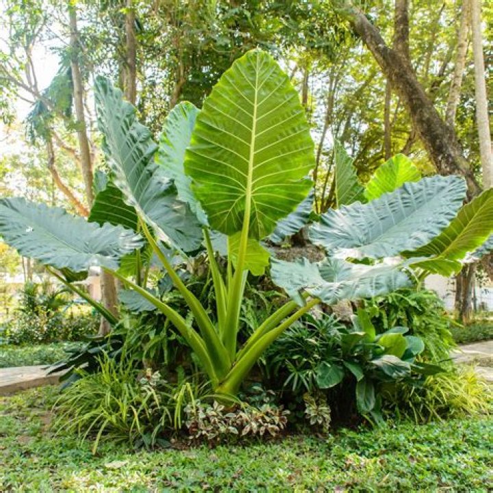 Upright Elephant Ears Bulbs Spring Flower Bulbs Eden Brothers