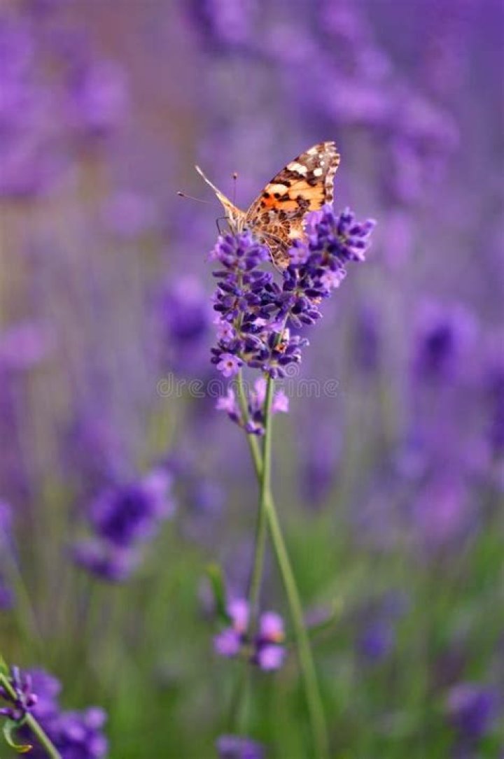 Vanessa cardui butterfly on Lavender, by JeanPol Grandmont Vanessa