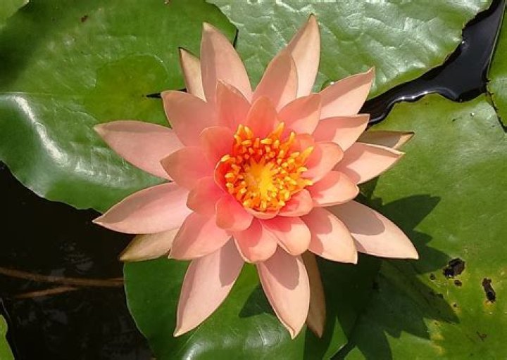 Water Lily Peach Glow Nymphaeaceae &middot; Free photo on Pixabay