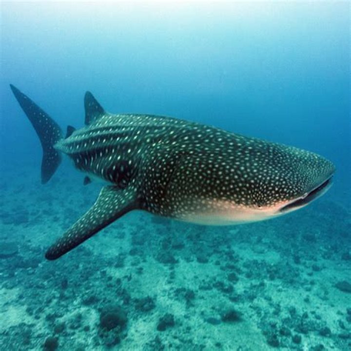 Whale Sharks in Destin