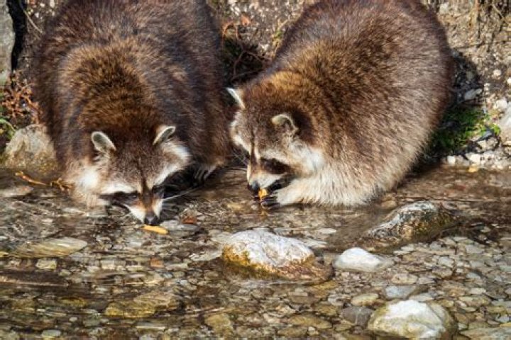 What Do Raccoons Eat? Surprising Facts About Raccoon Eating Habits