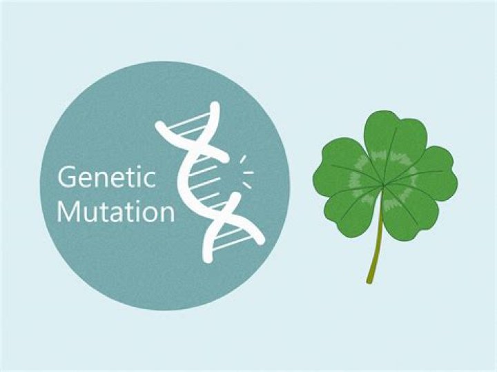 What does a 5 leaf clover mean? Everything you should know Tuko.co.ke