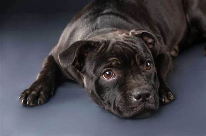 What Problems Do Staffies Have? 7 Health Issues To Know Pibbles