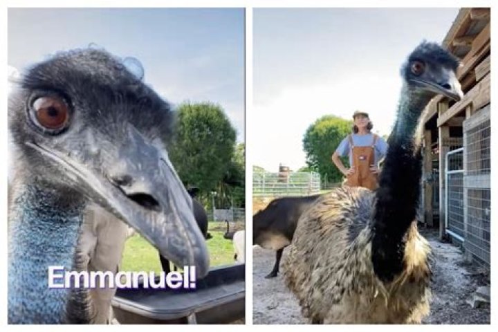 Who is Emmanuel the emu? Bird goes viral on TikTok for endlessly