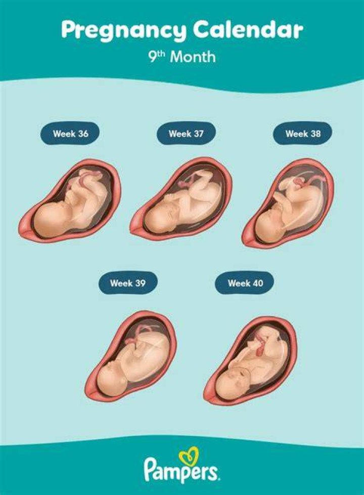 Why a 9 Month Pregnant Belly May Look Smaller