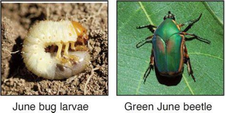 Why Are June Bugs Called June Bugs? Terminix
