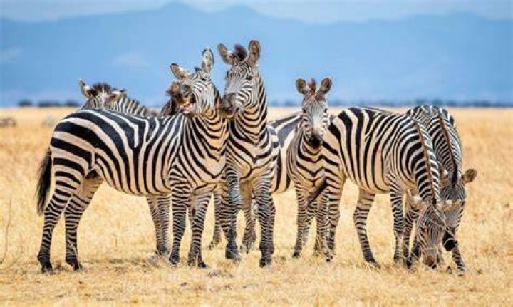 Why do zebras have stripes? They make bad landing strips for flies