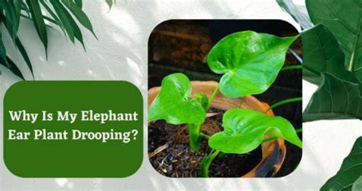 Why is My Elephant Ear Plant Drooping? 8 Reasons + How to Fix It